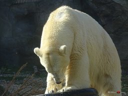 Tiergarten Schönbrunn am 23.03.2023